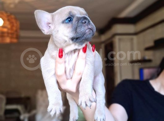 Safkan French Bulldog Bebekler görsel