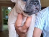 Safkan French Bulldog Bebekler