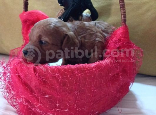 Red Brown Dişi Ve Erkek Toypoddle Yavruları görsel