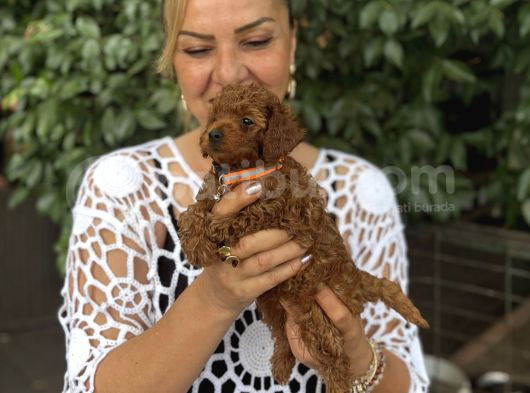 Efsane Oyuncu Sevimli Toy Poodle Yavrularımız görsel