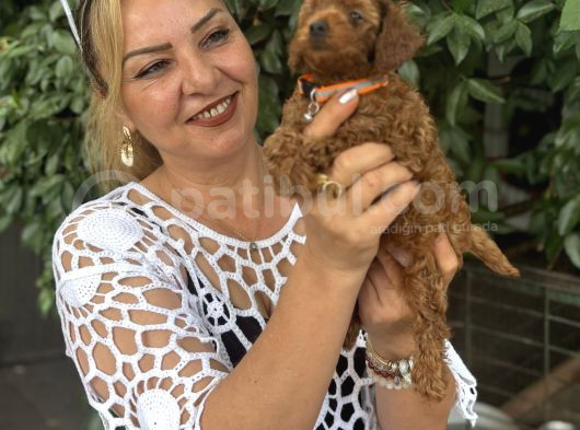 Efsane oyuncu sevimli toy poodle yavrularımız