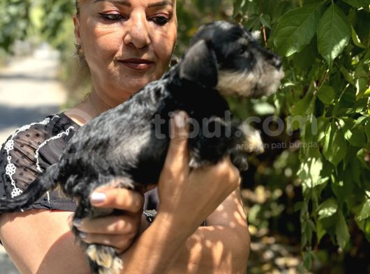 Mükemmek Minyatür Schnauzer Yavrularımız görsel