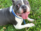 11 Aylık Aşıları Tam Erkek French Bulldog
