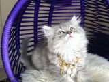 British Longhair Blue Golden Yavrular