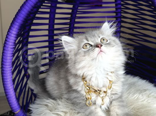 British Longhair Blue Golden Yavrular görsel