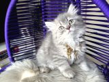 British Longhair Blue Golden Yavrular