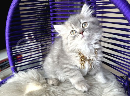 British Longhair Blue Golden Yavrular görsel