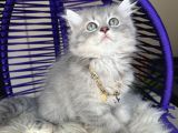 British Longhair Blue Golden Yavrular