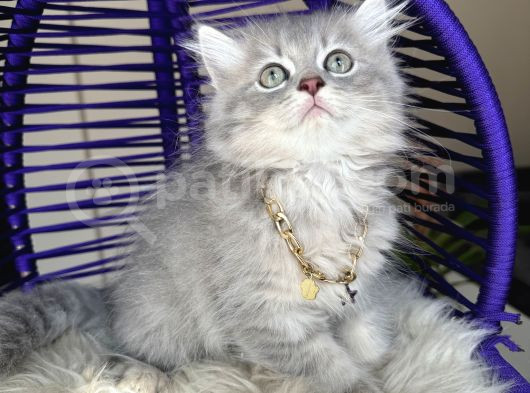 British Longhair Blue Golden Yavrular görsel
