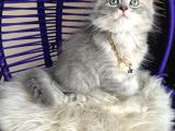 British Longhair Blue Golden Yavrular
