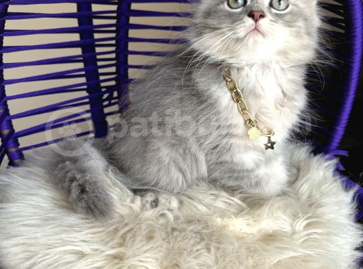 British Longhair Blue Golden Yavrular görsel