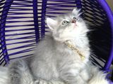 British Longhair Blue Golden Yavrular