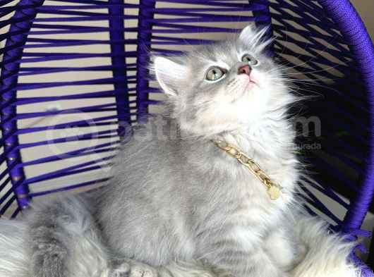 British Longhair Blue Golden Yavrular görsel