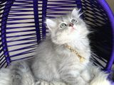 British Longhair Blue Golden Yavrular