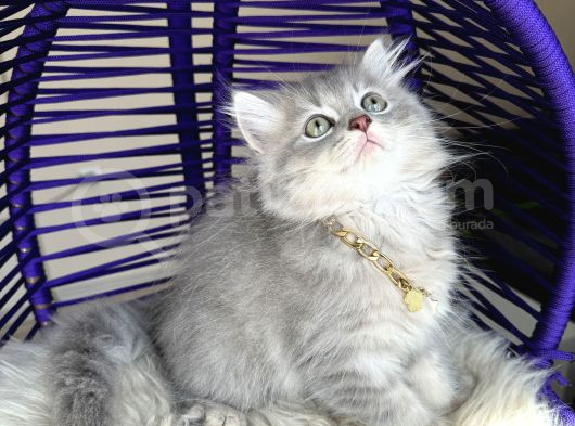 British Longhair Blue Golden Yavrular görsel