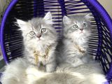 British Longhair Blue Golden Yavrular