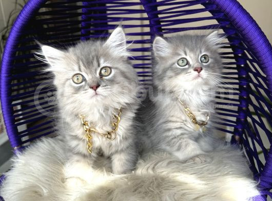 British Longhair Blue Golden Yavrular görsel
