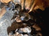 Belçika Kurdu Malinois Yavrularimiz 3 Günlük