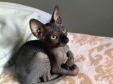 Rufus 6 Aylık Erkek Don Spyhnx