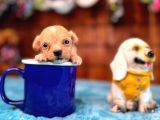 Zeki tüy dökmez sevimli minik a secereli maltipoo