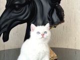 OKYANUS GÖZ RENGİNDE BRİTİSH SHORTHAİR SİLVER YAVRUM