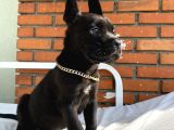 Kaliteli Cane Corso Blue Ve Black Yavrular