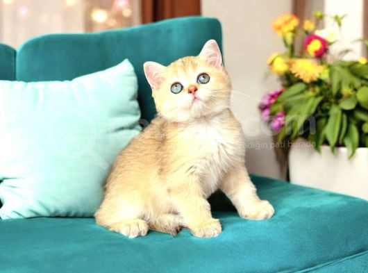 Lisanslı Üretim Evinden British Shorthair Golden görsel