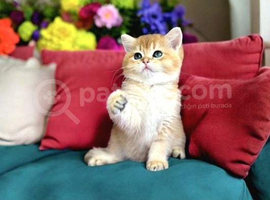 Lisanslı Üretim Evinden British Shorthair Golden