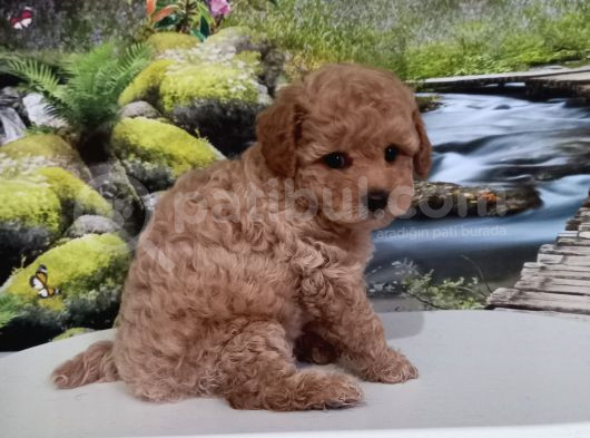 Çok Tatlı Uygun F2 Maltipoo Yavrusu görsel