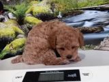 Çok Tatlı Uygun F2 Maltipoo Yavrusu