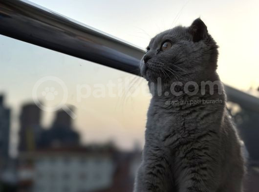 6 Aylık Scottish Fold Dişi Tüm Aşıları Kimliği Tamam görsel