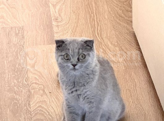 6 Aylık Scottish Fold Dişi Tüm Aşıları Kimliği Tamam görsel