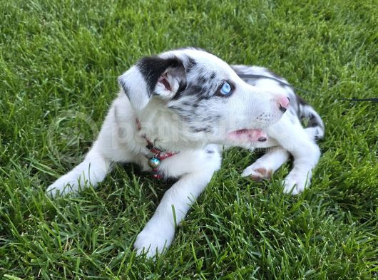 Safkan Border Collie Blue Merle 3 Aylık Yavru