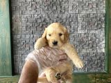 Baby Face Golden Retriewer Yavrulari Mağazamizda Canli Görün
