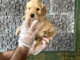 Baby Face Golden Retriewer Yavrulari Mağazamizda Canli Görün