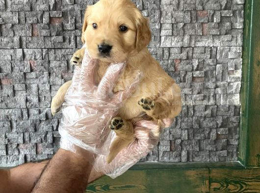 Baby Face Golden Retriewer Yavrulari Mağazamizda Canli Görün görsel