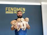 Baby Face Golden Retriewer Yavrulari Mağazamizda Canli Görün