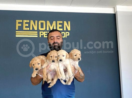 Baby Face Golden Retriewer Yavrulari Mağazamizda Canli Görün görsel