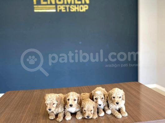 Renk Renk Orji̇nal Malti̇po Yavrulari Mağazamizda Canli Görün görsel