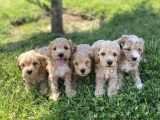 Renk Renk Orji̇nal Malti̇po Yavrulari Mağazamizda Canli Görün