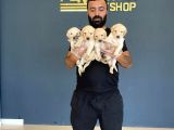 Baby Face Golden Retriewer Yavrulari Mağazamizda Canli Görün