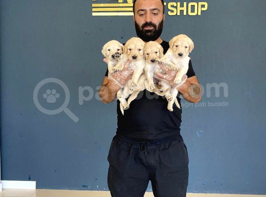 Baby Face Golden Retriewer Yavrulari Mağazamizda Canli Görün görsel