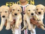 Baby Face Golden Retriewer Yavrulari Mağazamizda Canli Görün