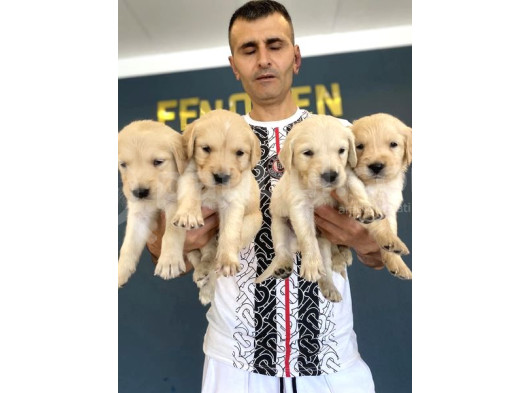 Baby Face Golden Retriewer Yavrulari Mağazamizda Canli Görün görsel
