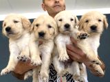 Baby Face Golden Retriewer Yavrulari Mağazamizda Canli Görün
