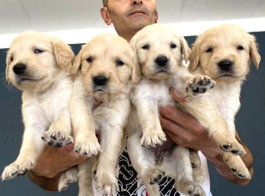 Baby Face Golden Retriewer Yavrulari Mağazamizda Canli Görün görsel