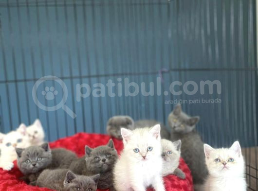 Renk Renk Orji̇nal British Shorthair Yavrulari Mağazmzda Görn görsel