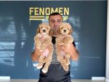 Renk Renk Orji̇nal Malti̇po Yavrulari Mağazamizda Canli Görün