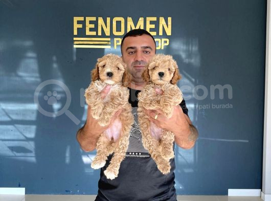 Renk Renk Orji̇nal Malti̇po Yavrulari Mağazamizda Canli Görün görsel