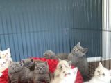Renk Renk Orji̇nal British Shorthair Yavrulari Mağazmzda Görn